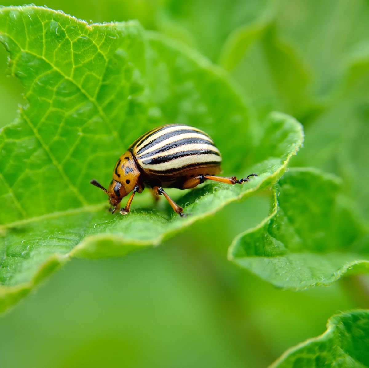10 Most Destructive Garden Pests - How to Keep Common Bugs Out of ...