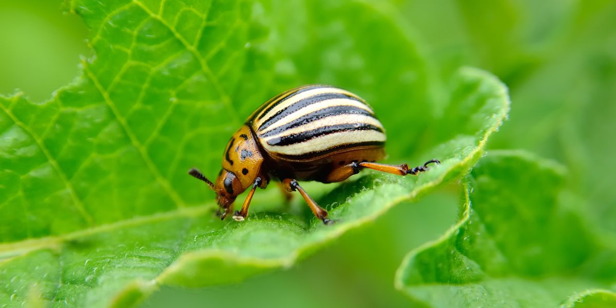 Colorado beetle eats a potato leaves young.