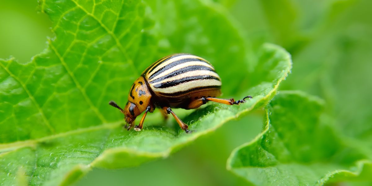 10 Most Destructive Garden Pests - How to Keep Common Bugs Out of Garden