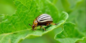 Colorado beetle eats a potato leaves young.