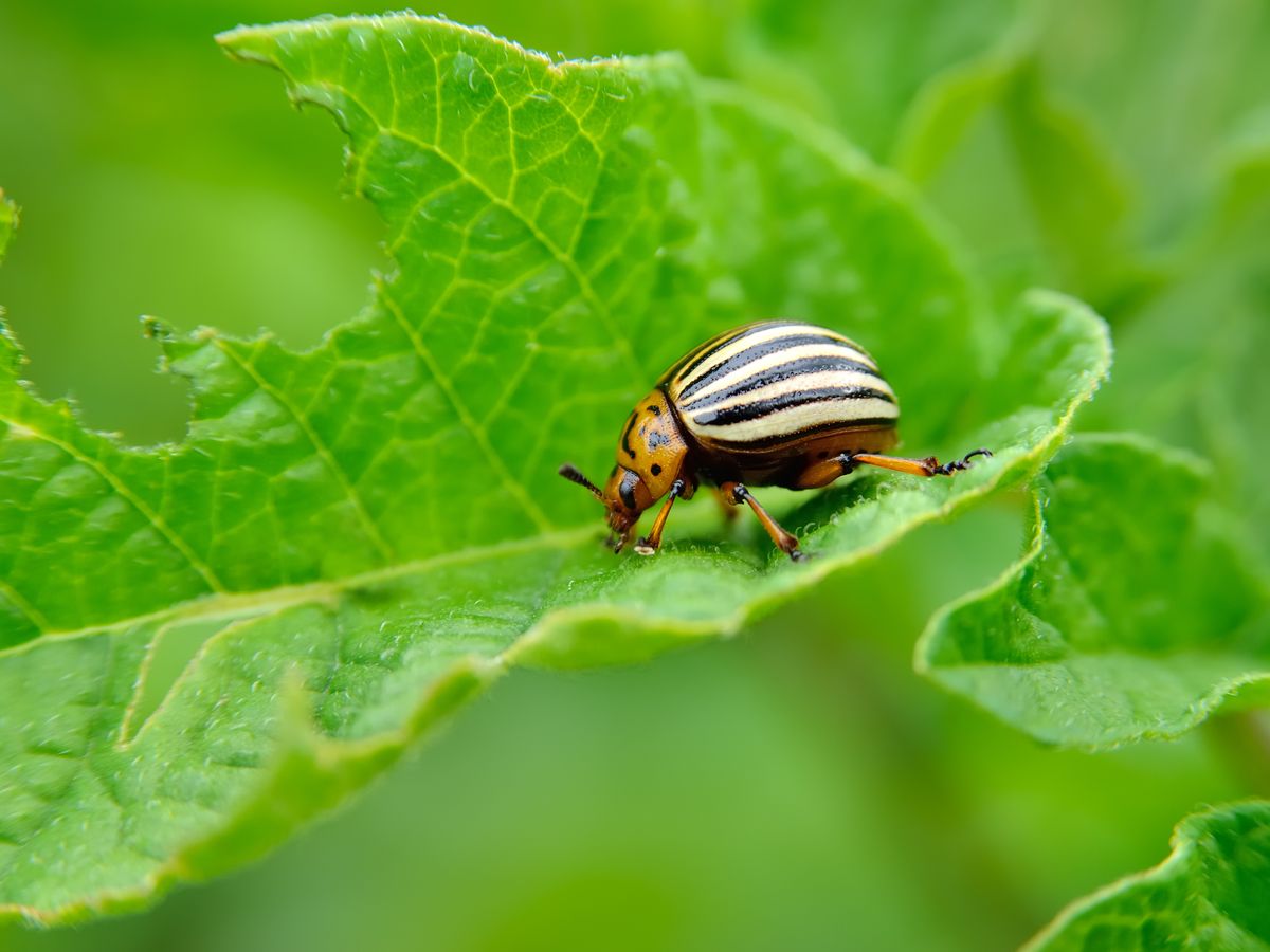 Complete Guide to Every Type of Ladybug - A-Z Animals