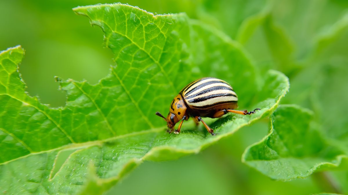 https://hips.hearstapps.com/hmg-prod/images/colorado-beetle-eats-a-potato-leaves-young-royalty-free-image-542328690-1531259828.jpg?crop=1xw:0.84926xh;center,top&resize=1200:*