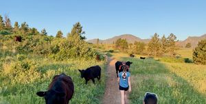trail runners walking by brown cows on path