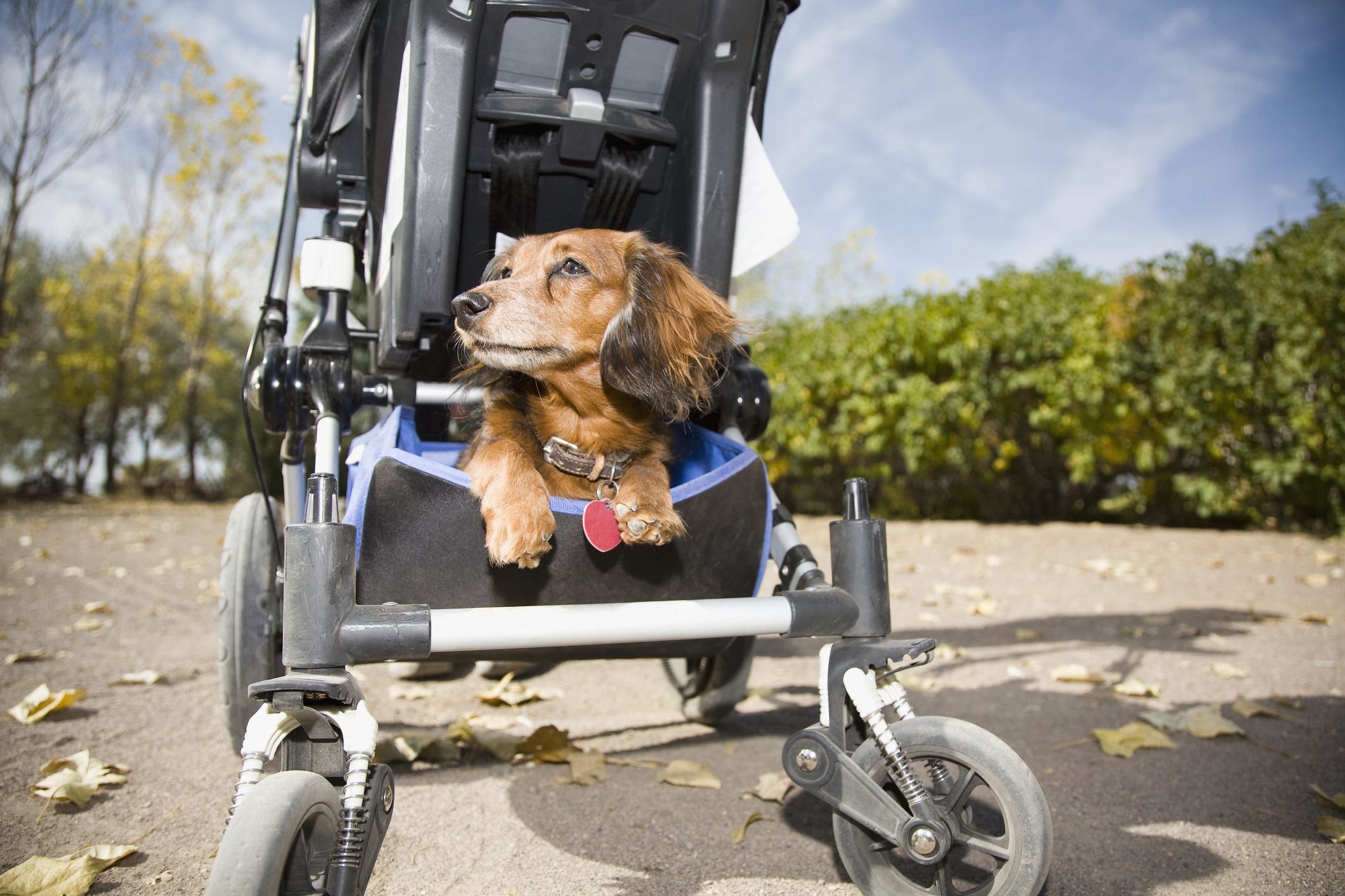 2023年最新】ペットカートのおすすめ10選｜中型犬・大型犬・多頭飼い