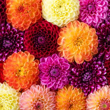 colorful autumn dahlia flowers pattern as background. top view.