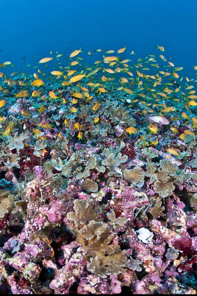 Colorful coral reef of Maldives