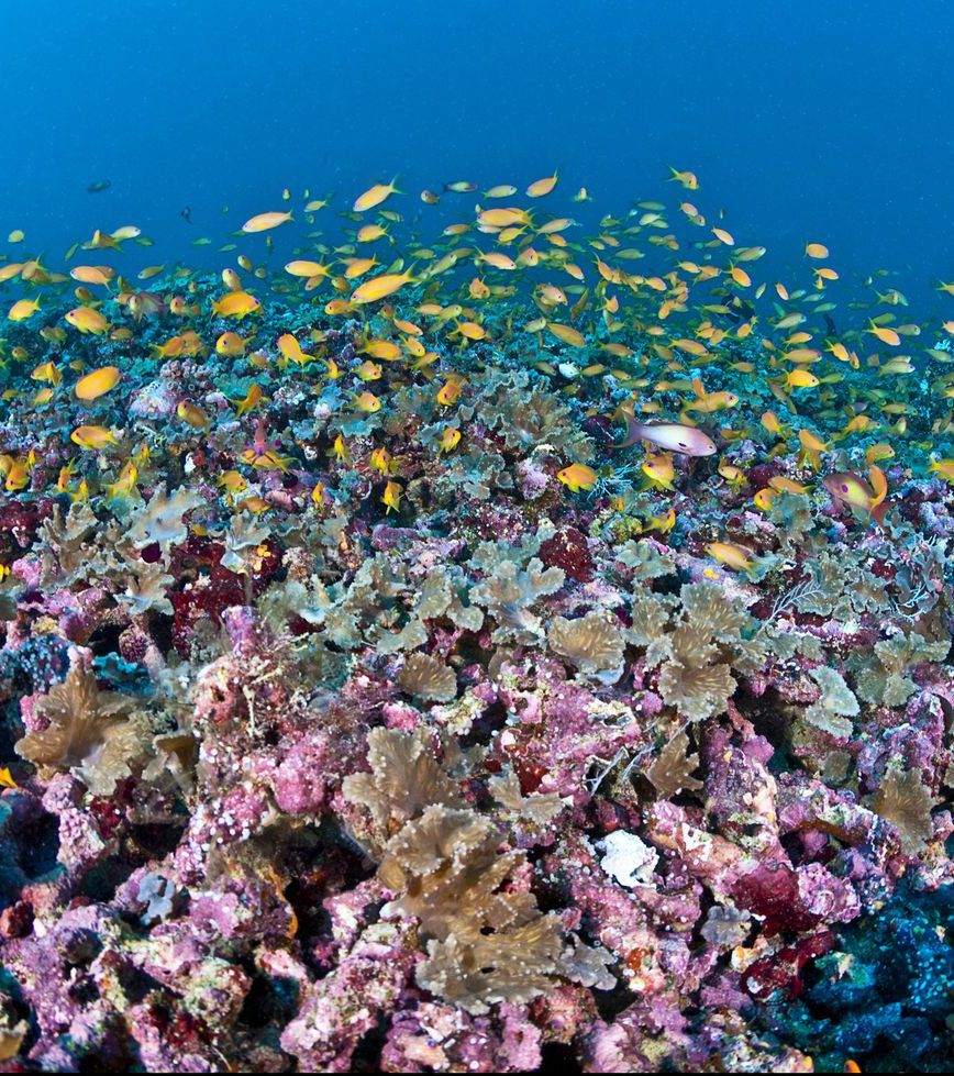 Experts say it's not too late to save the world's coral reefs