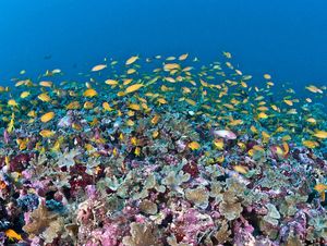 Colorful coral reef of Maldives