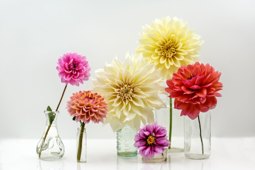 colorful dahlias in glass jars on a white background