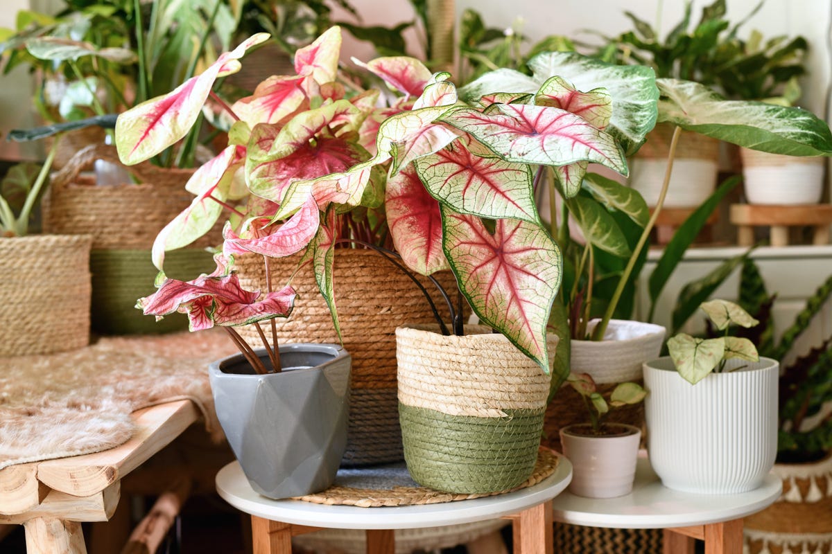 houseplants tropicals thrive indoors in containers