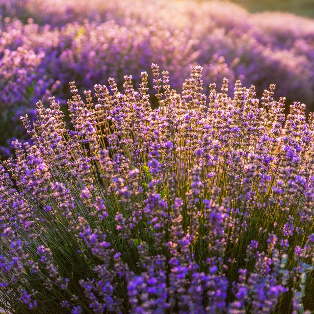 Colorful Flowering Lavandula Or Lavender Field In Royalty Free Image 1691093628 ?crop=0.6673xw 1xh;center,top&resize=640 *