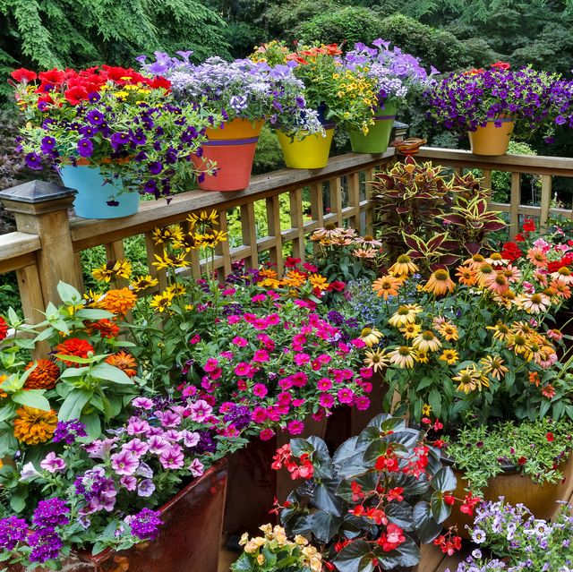 colorful flowers and pots on deck