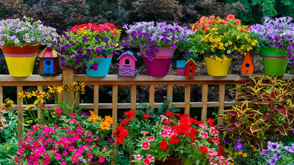 colorful flowers and pots