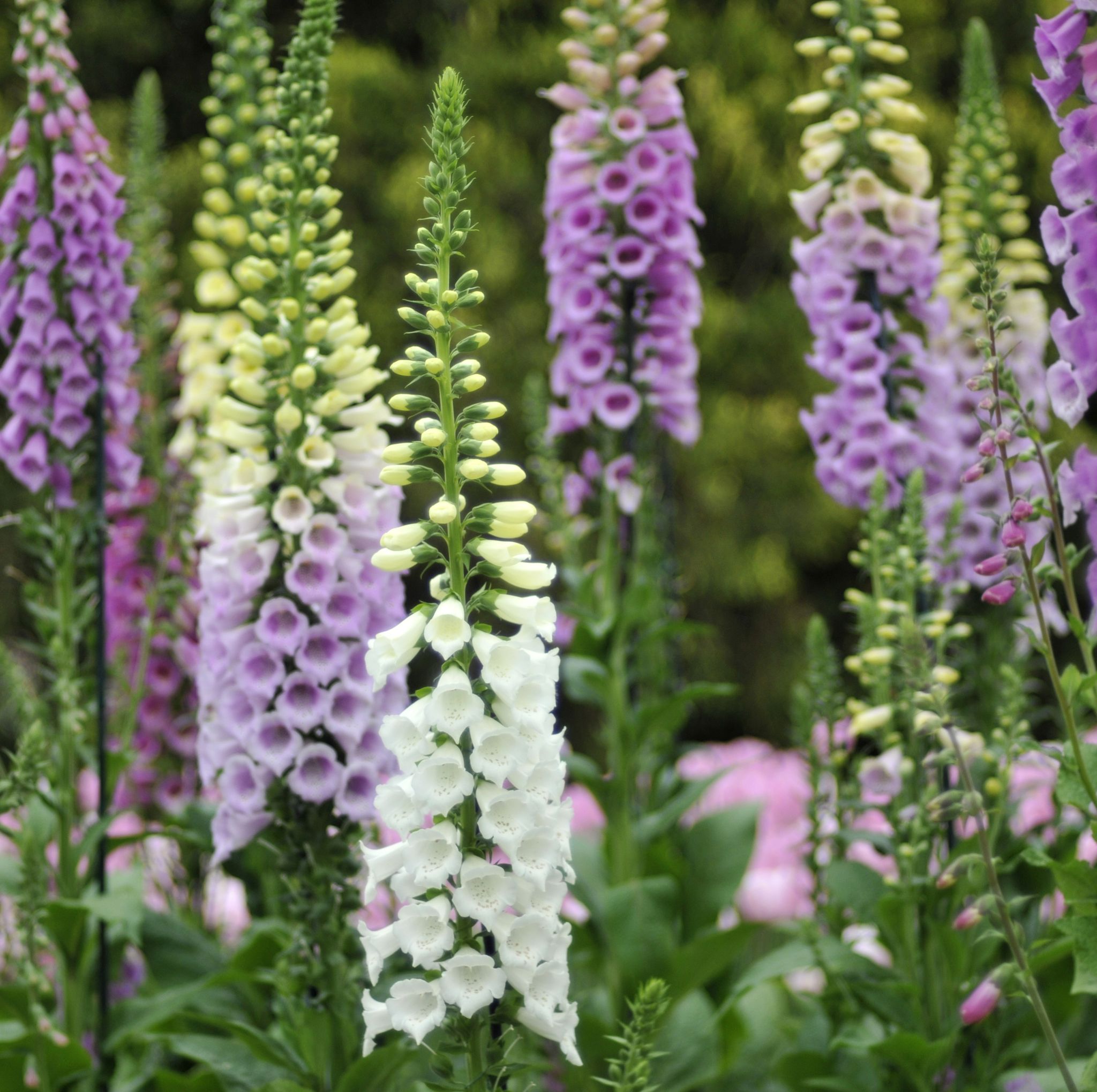 your ultimate guide to planting beefriendly flowers, season by season