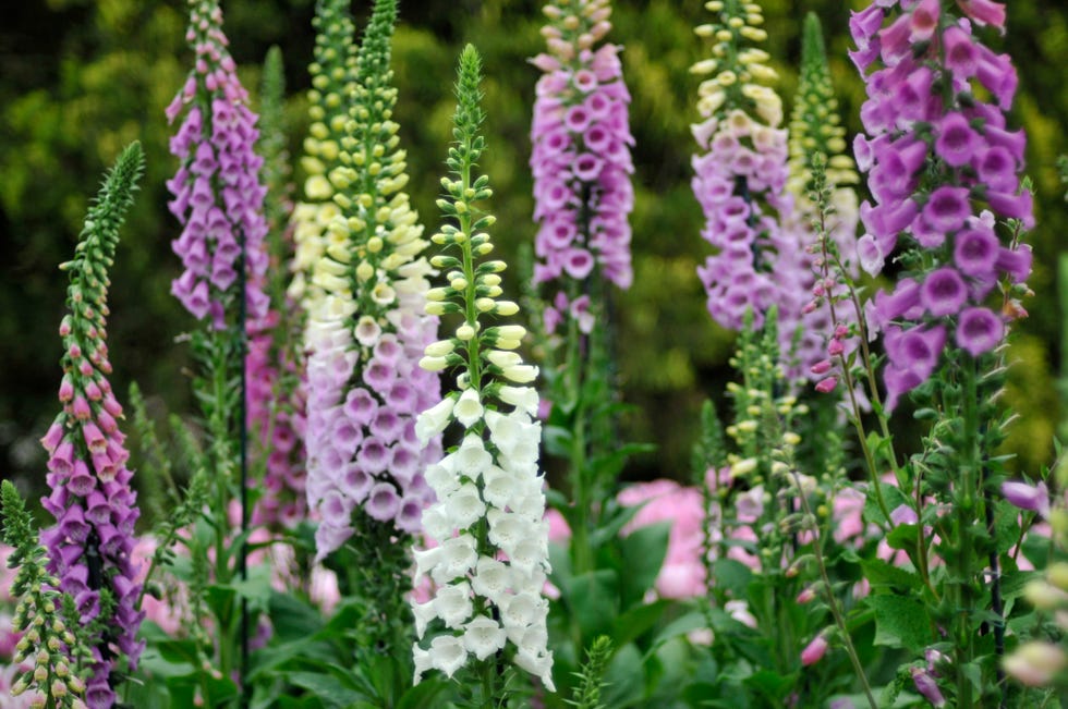 colorful foxgloves