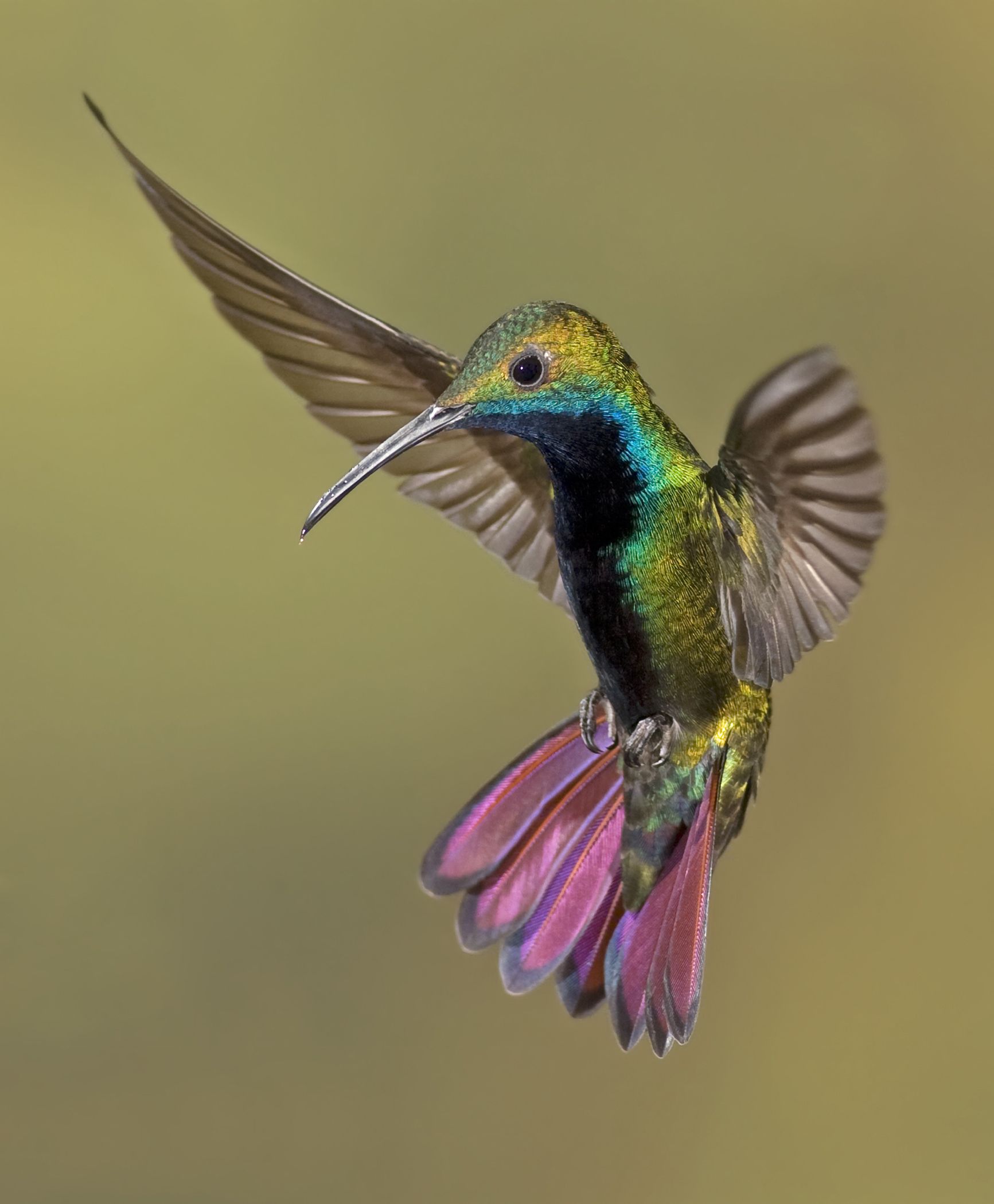 birds hummingbirds that look like