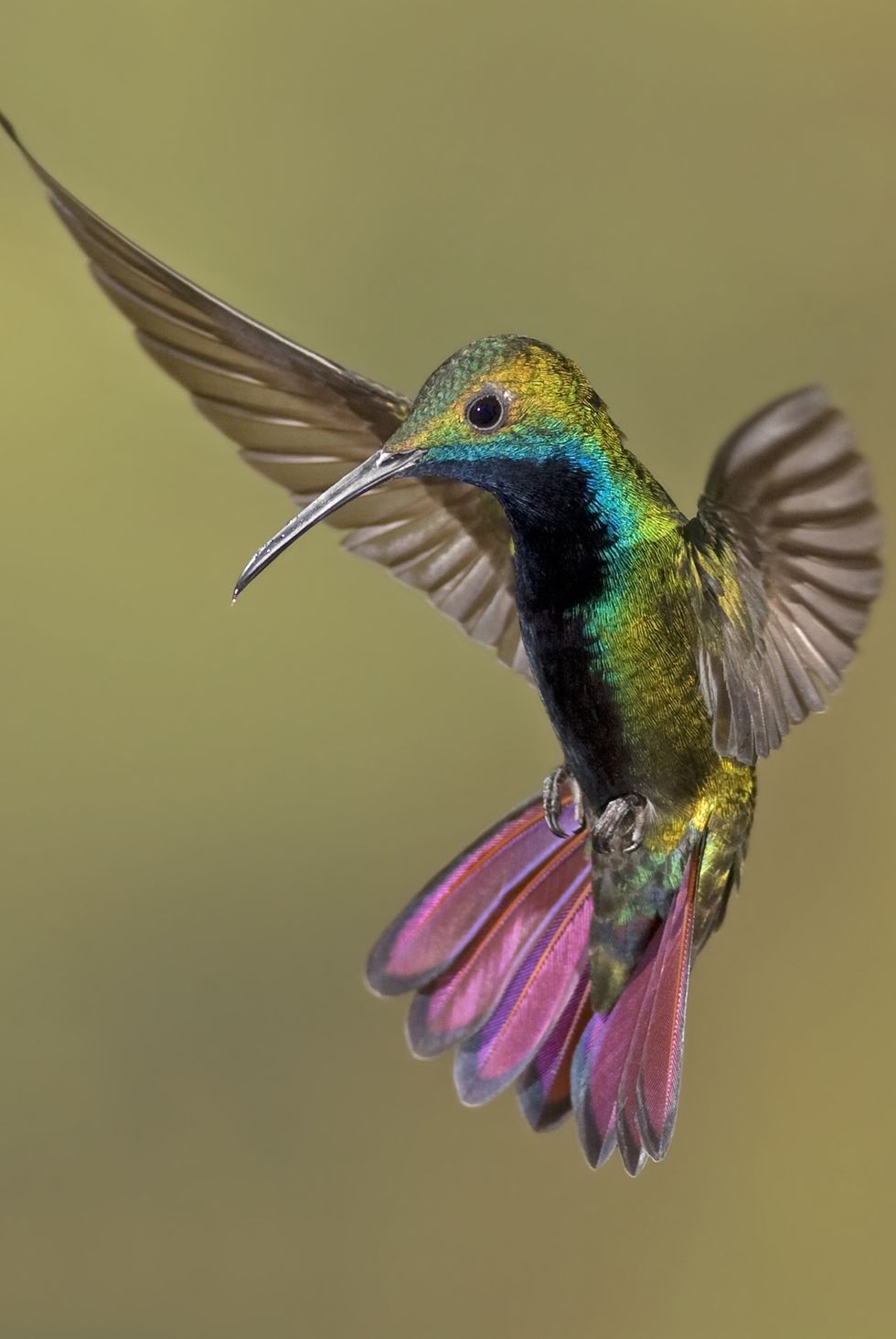 colorful humming bird
