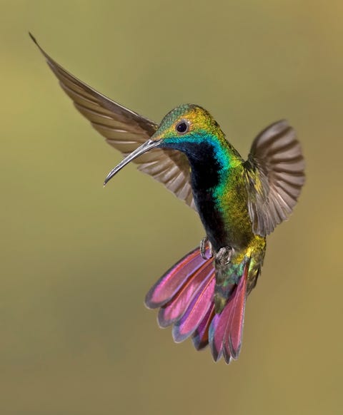 colorful humming bird