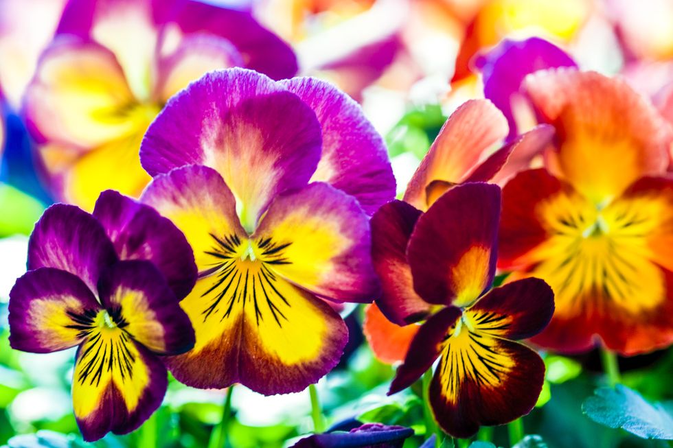 How to Grow Pansy Flowers - When and Where to Plant Pansies