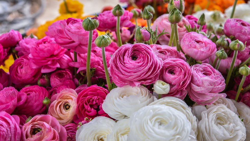 colorful ranunculus freshly harvested at organic flower farm
