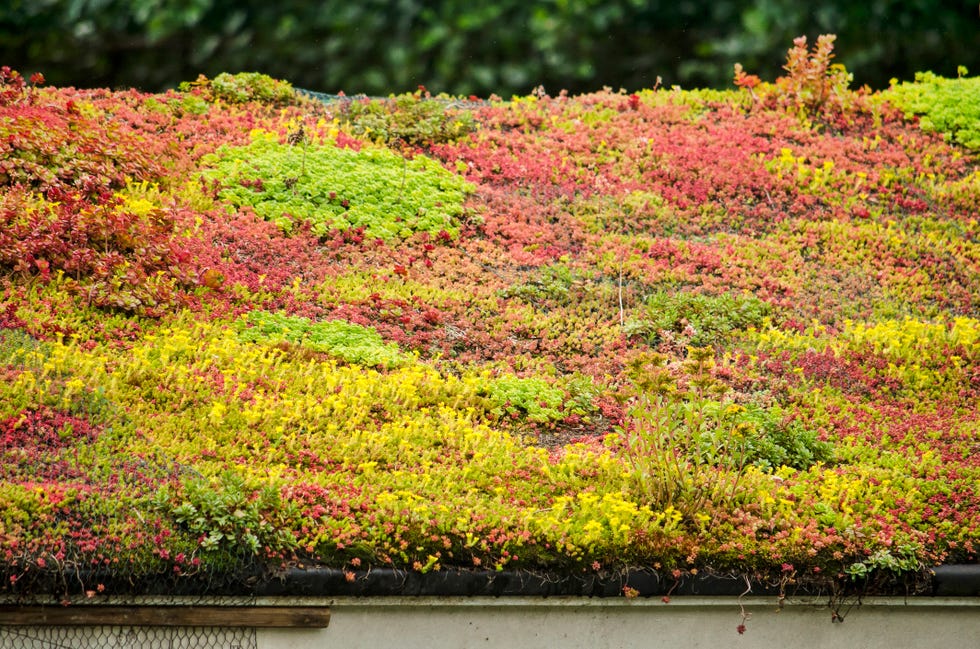 What Are Green Roofs? Benefits, Types, and Cost