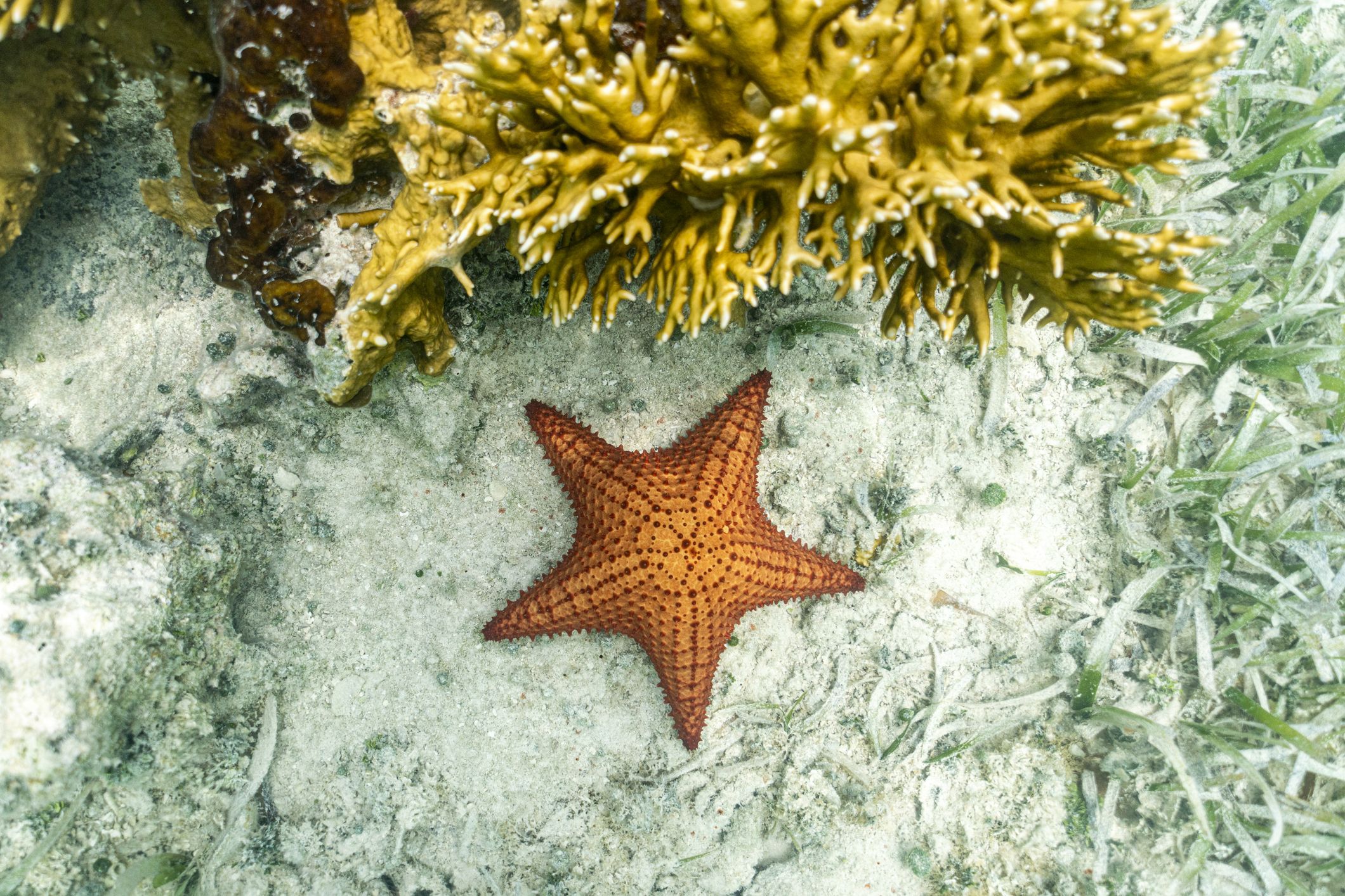 Starfish Are Basically Walking Heads, and Literally Nothing Else