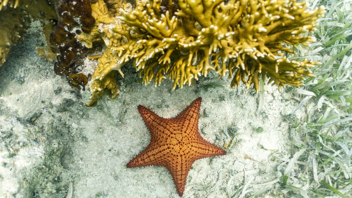 Genetically speaking, starfish have no arms—only a head, Science