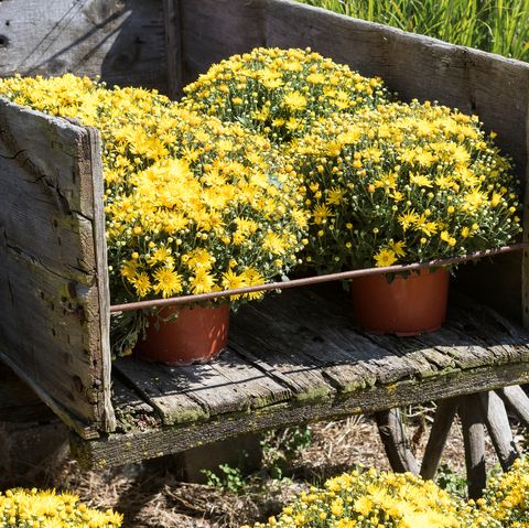 Colorful Yellow Chrysanthemums in an old Cart Autumn