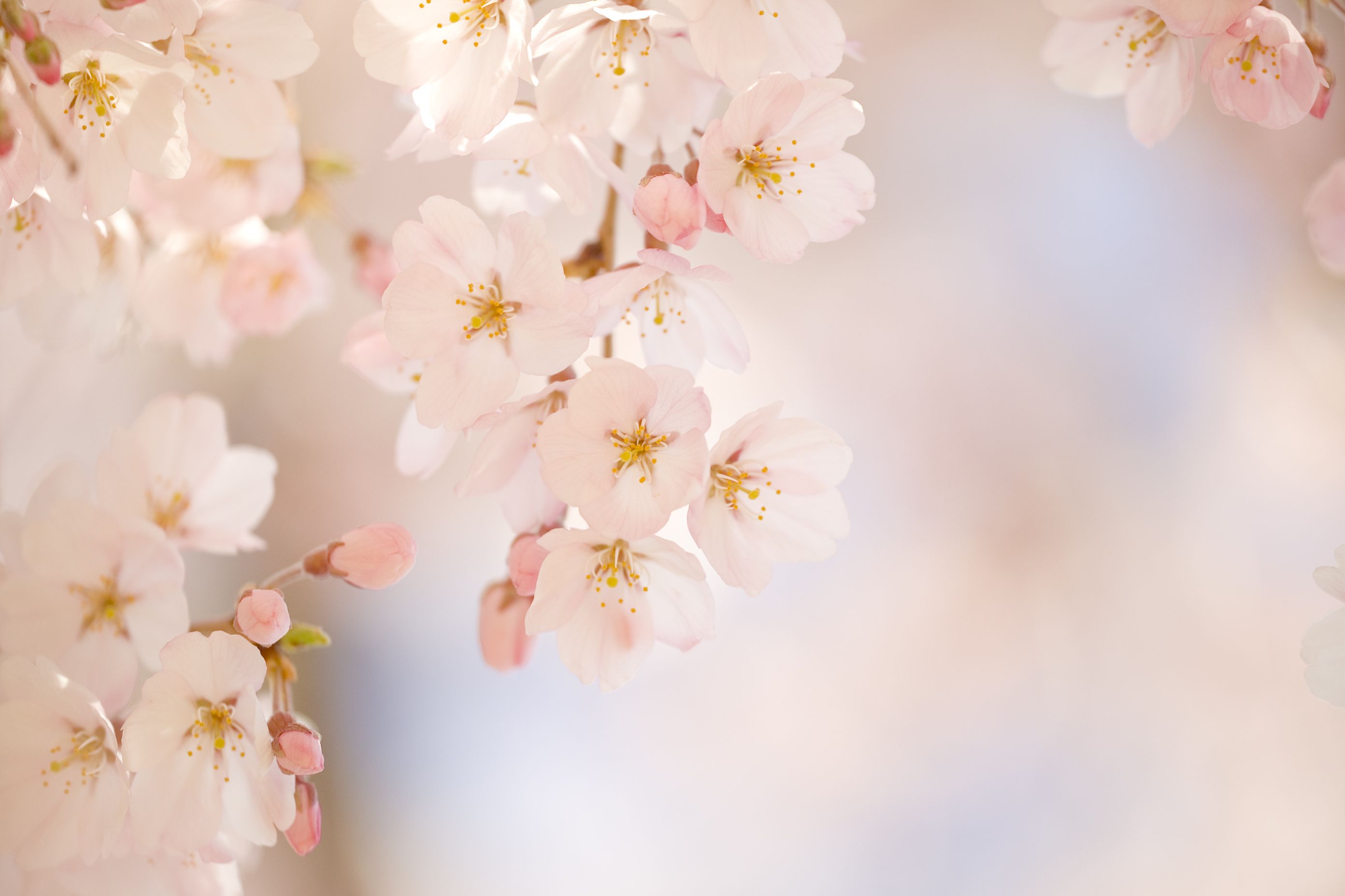 桜の種類はどれくらい？百花繚乱、日本の桜図鑑