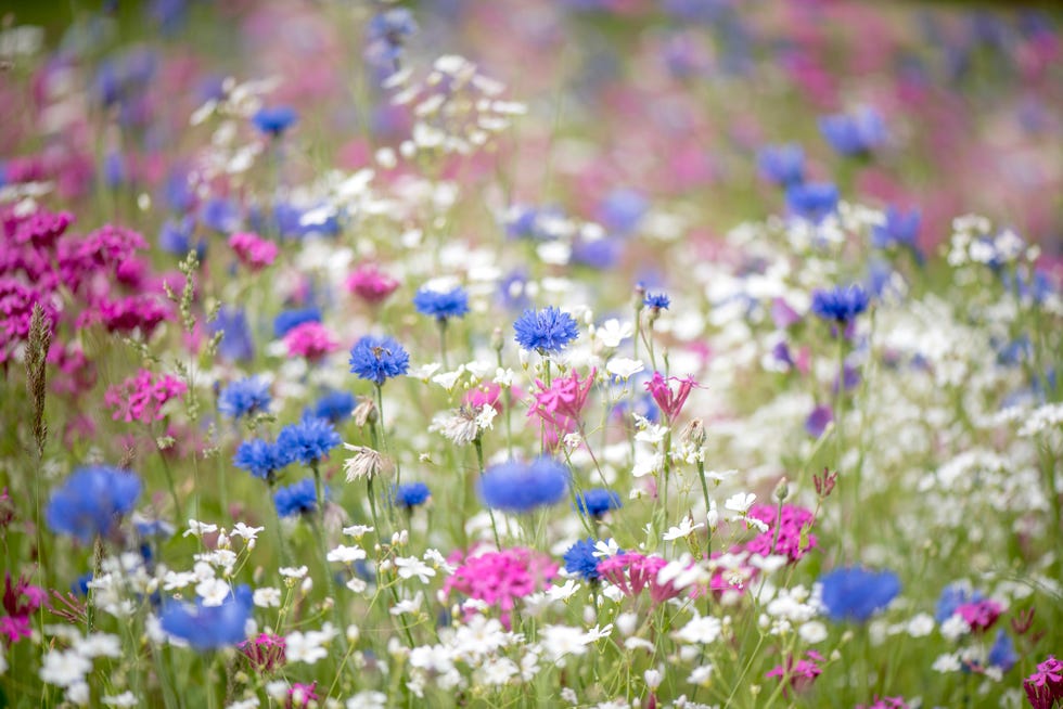 a colourful and bright summer flower meadow in soft sunshine