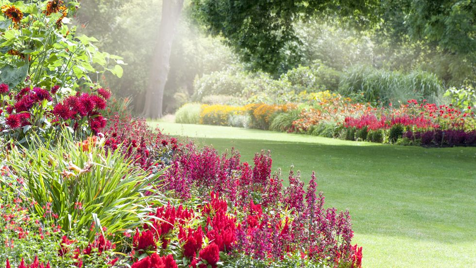 colourful herbaceous flower borders in the summer sunshine