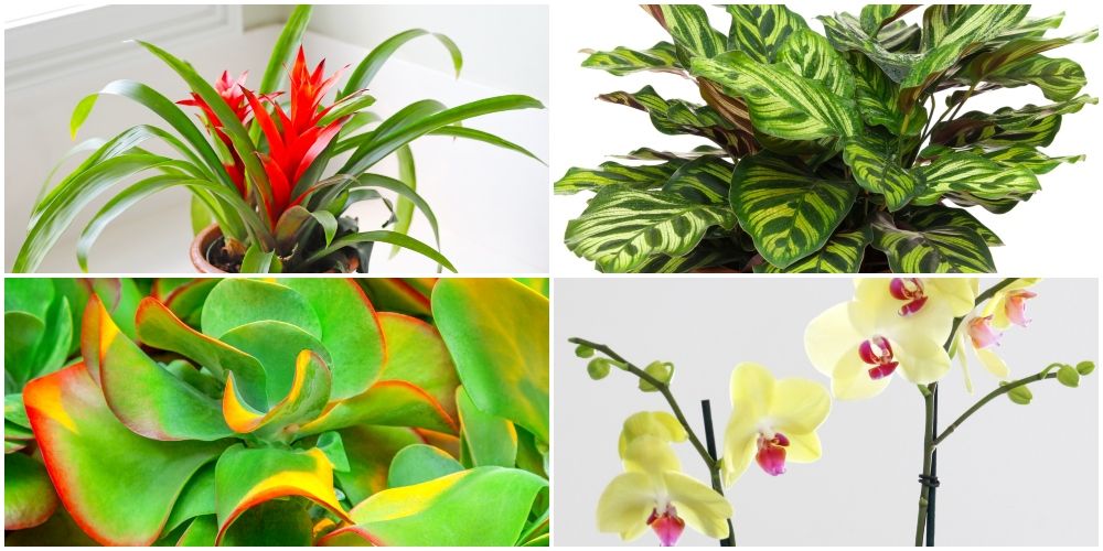 4 houseplants to bring colour into your home during autumn and winter