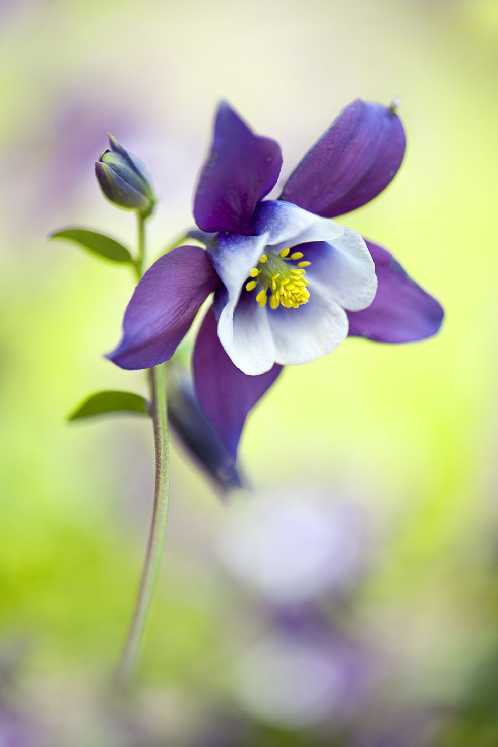 close up image of purple aquilegia flower also known as columbine or granny's bonnet