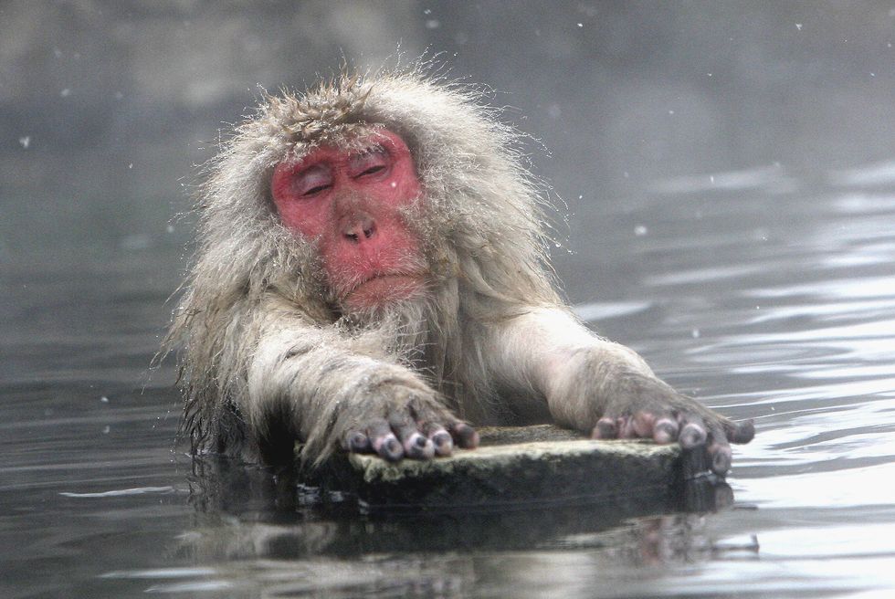 come-combattere-stress-terme scimmie delle nevi