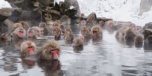 come-combattere-stress-terme scimmie delle nevi 