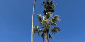 a person standing in front of a palm tree