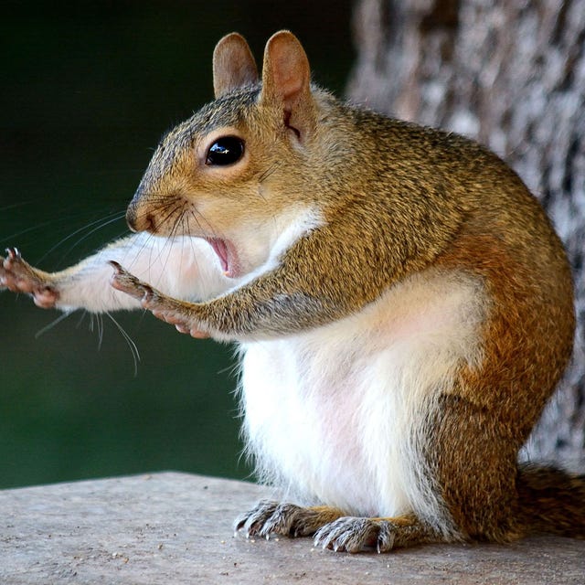 comedy-wildlife-awards Dit is een afbeelding