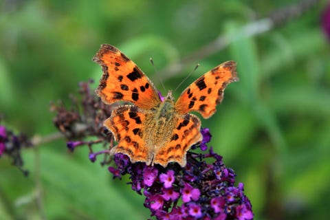 5 Common UK Butterflies To See in Your Garden — UK Butterflies