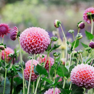 a commercial organic flower nursery bed, pink globe dahlias