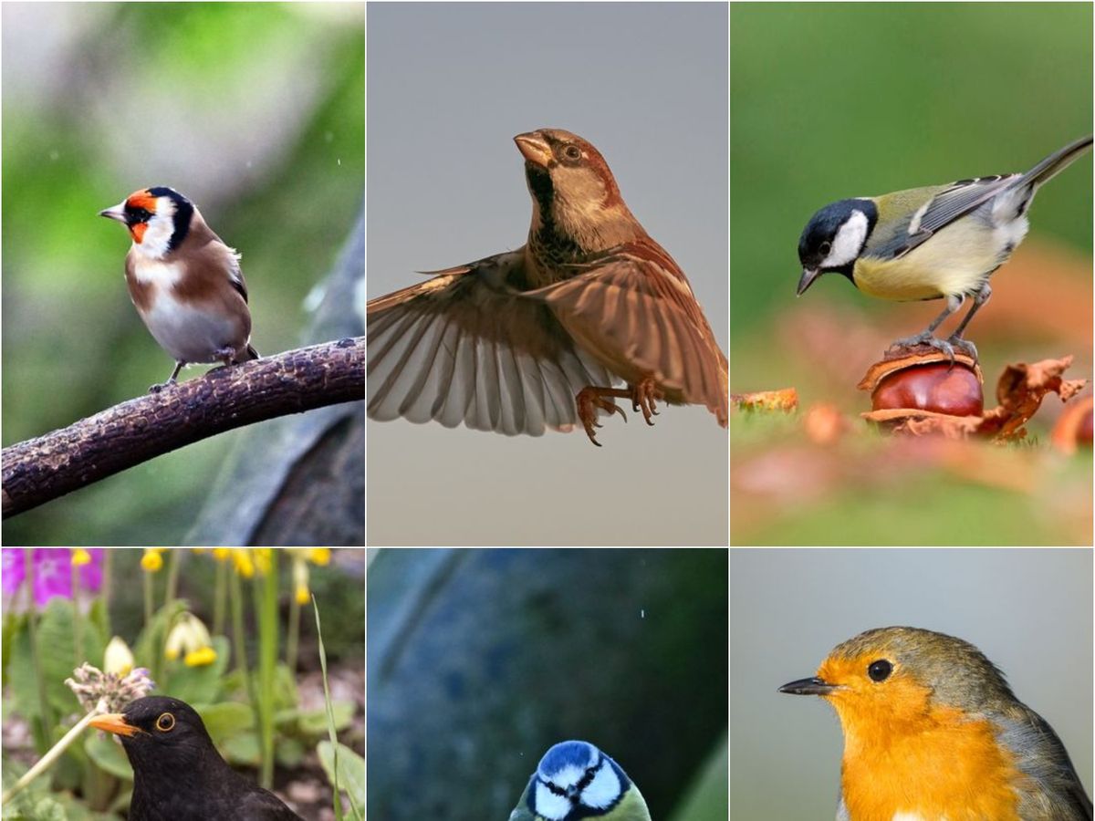 How Many of These 10 Common Garden Birds Can You Name