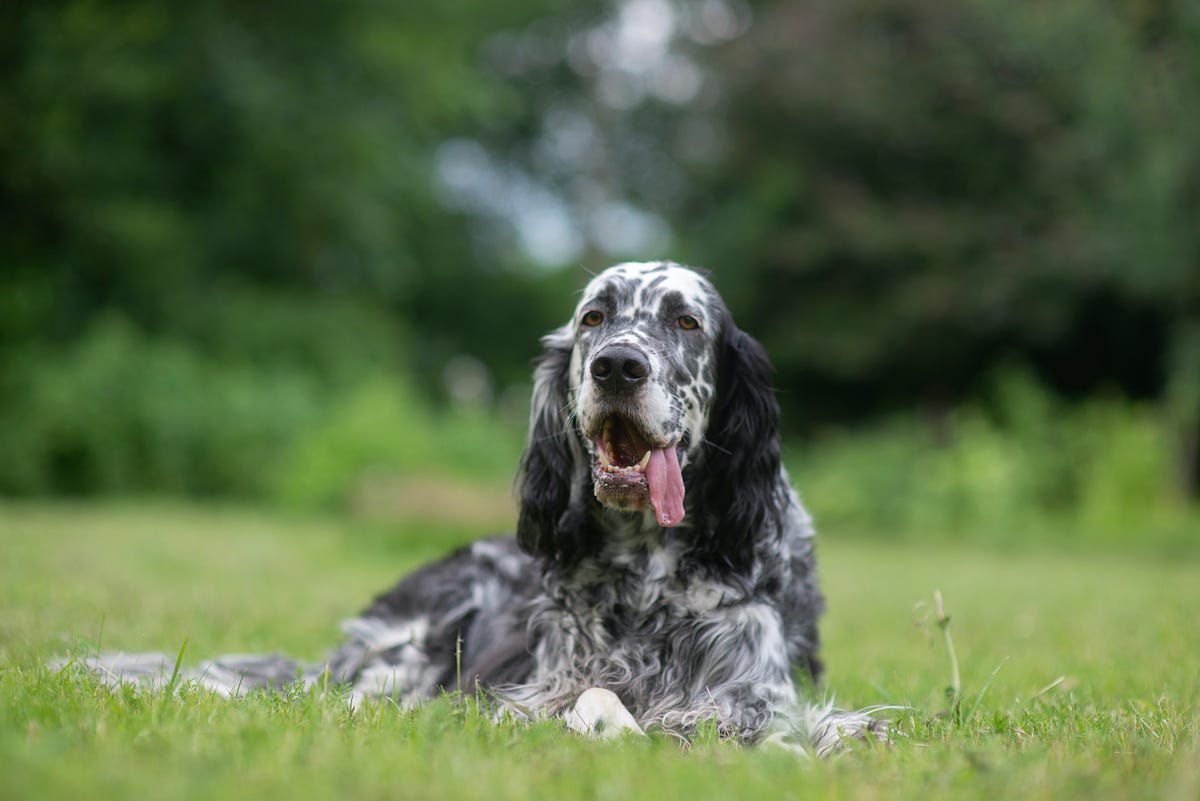 10 Most Common Dog Illnesses and Conditions