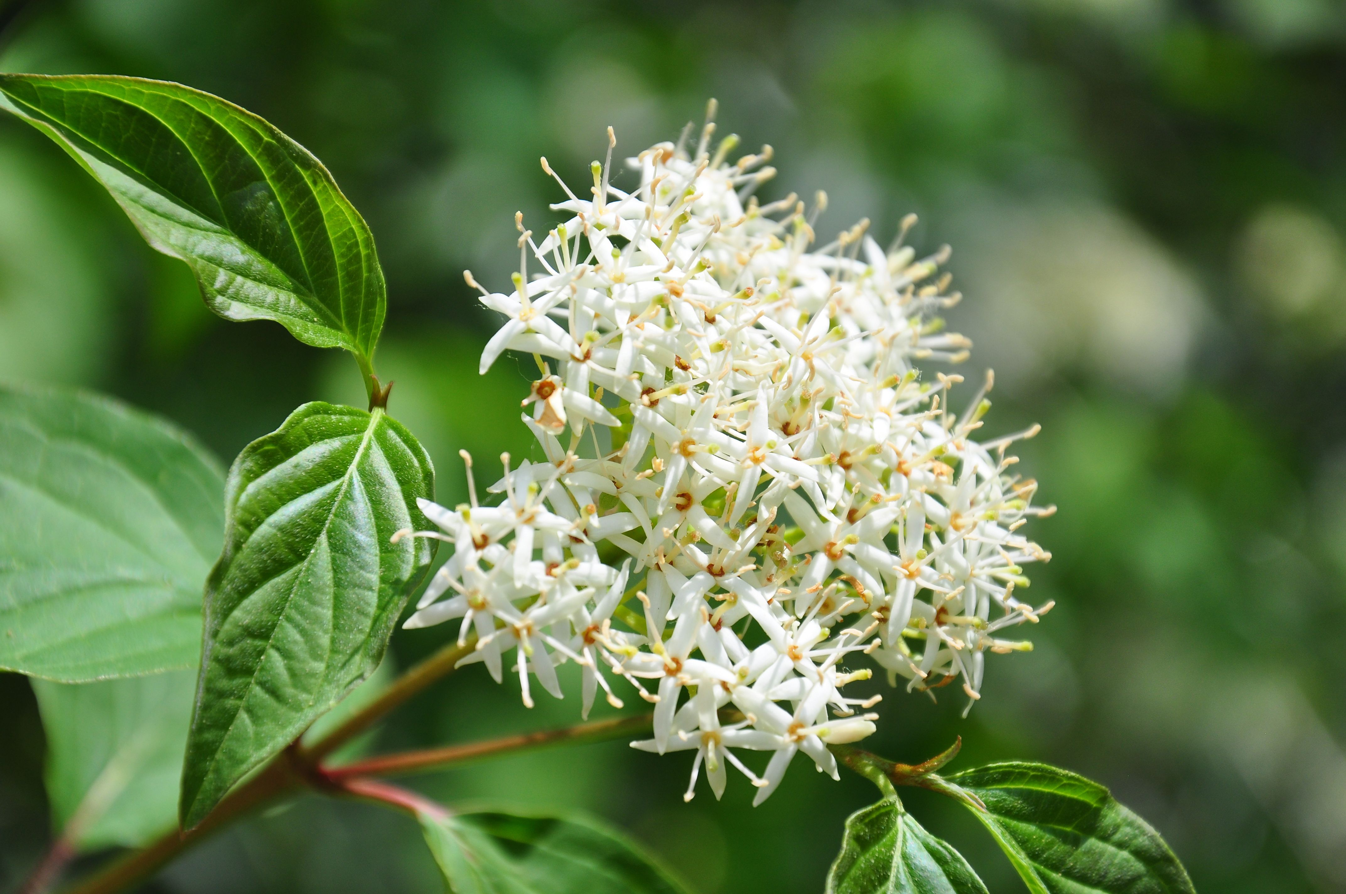 Types of online dogwood trees