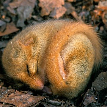 a hibernating mouse