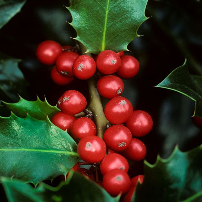 common holly leaves and berries
