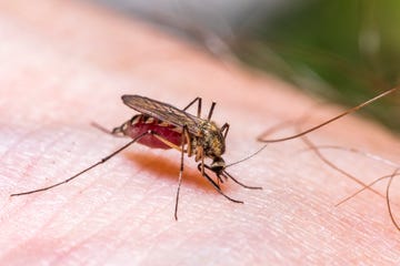 common house mosquito drinking blood on human skin