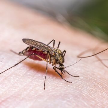 common house mosquito drinking blood on human skin