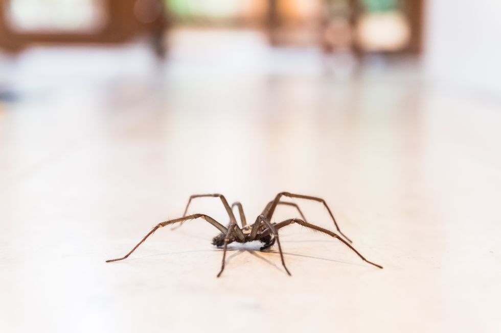common house spider on the floor in a home