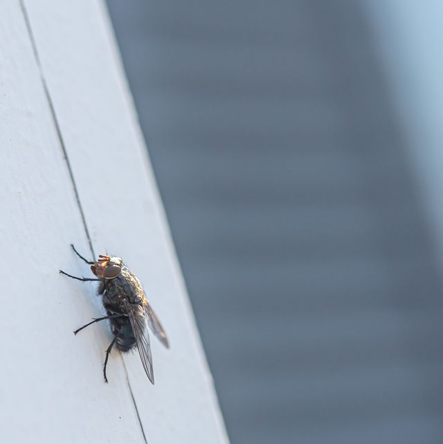 common housefly on the side of a house