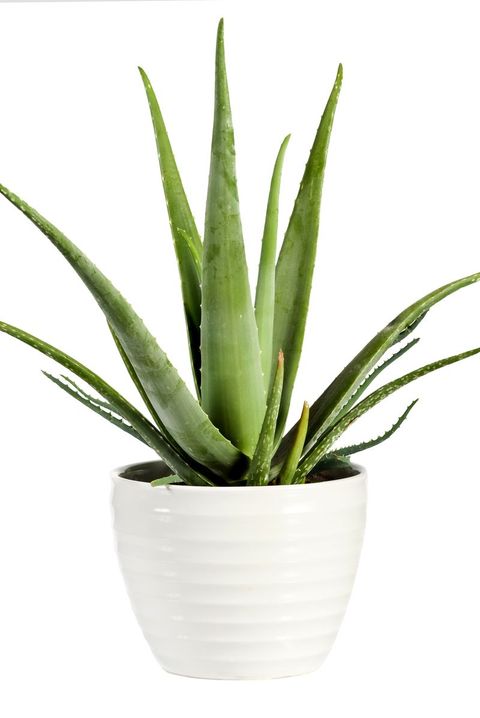 aloe plant in white pot that can be a common houseplant