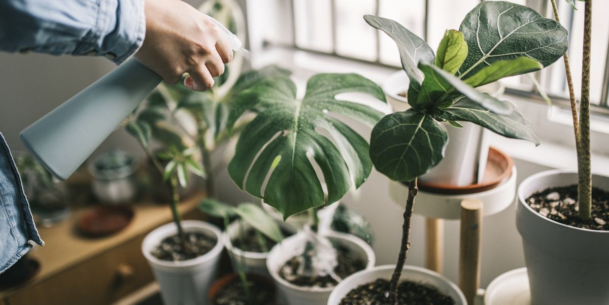 common houseplant myths man spraying indoor plants